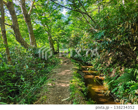 夏の岩菅山登山（岩菅山登山道入口～アライタ沢） 138234352