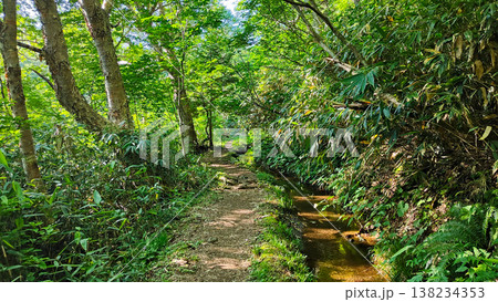 夏の岩菅山登山（岩菅山登山道入口～アライタ沢） 138234353