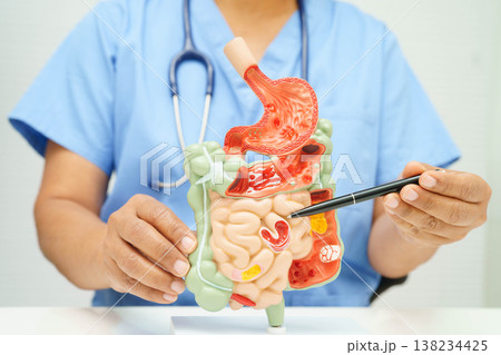 Digestive system with stomach and intestine, Asian doctor holding human anatomy model for study diagnosis and treatment in hospital. 138234425