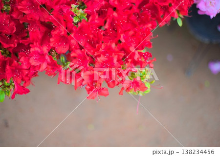 太陽の赤花が咲くツツジの花房と余白、園芸販促に使いやすい春素材 138234456