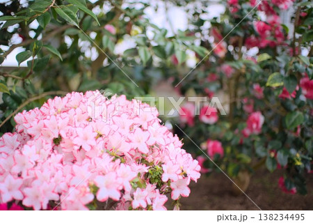 ザクセンスターの覆輪花と大きな余白、鉢花販促に使いやすい園芸素材 138234495