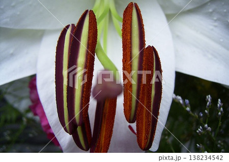 豪華でエレガントな白いカサブランカ 2 138234542