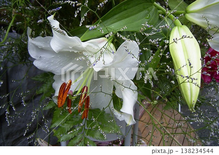 豪華でエレガントな白いカサブランカ 4 豪華でエレガントな白いカサブランカ 4 138234544