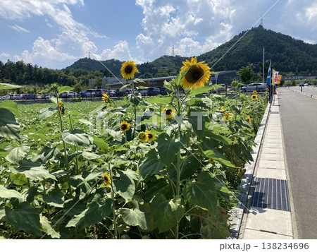 夏の青空とひまわり畑と小道 138234696