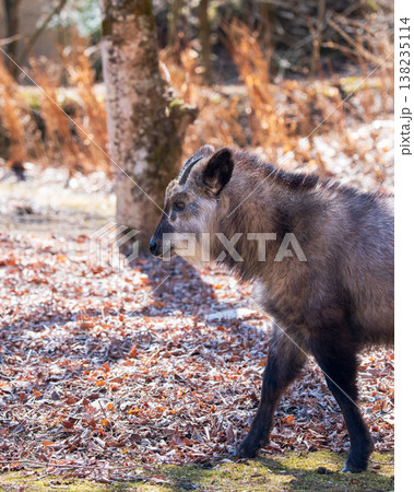 歩行する野生のニホンカモシカ 歩行する野生のニホンカモシカ 138235114