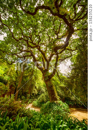 Majestic green tree in the lush garden of Quinta da Regaleira, Sintra, Portugal 138235210