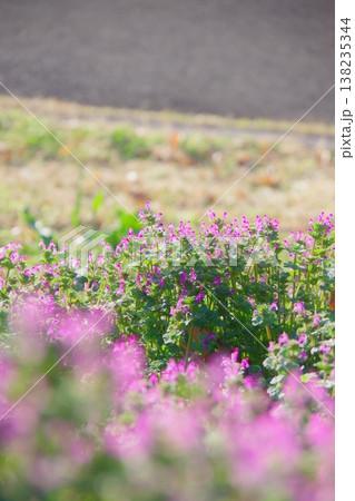 朝陽に照らされるホトケノザ 138235344