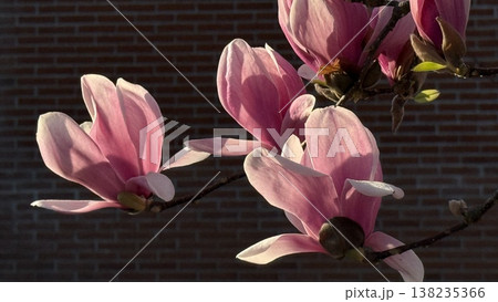 Close-Up of Pink Magnolia Blossoms against Brick Wall Close-Up of Pink Magnolia Blossoms against Brick Wall 138235366