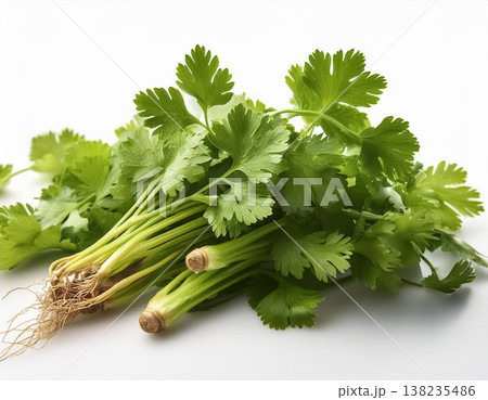 白背景に置かれたパクチーの食品素材｜香味野菜イメージ 138235486