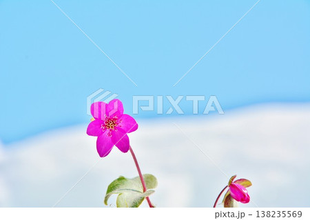 早春に咲く可憐な雪割草の花 早春に咲く可憐な雪割草の花 138235569