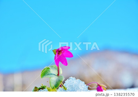 早春に咲く可憐な雪割草の花 138235570