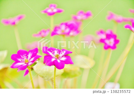 早春に咲く可憐な雪割草の花 早春に咲く可憐な雪割草の花 138235572
