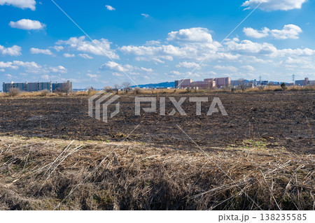 大阪府高槻市 淀川河川敷の鵜殿のヨシ焼き跡 大阪府高槻市 淀川河川敷の鵜殿のヨシ焼き跡 138235585