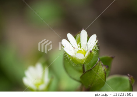 春の野に咲くハコベの花 春の野に咲くハコベの花 138235605