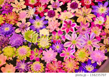雪割草の花・花手水 雪割草の花・花手水 138235707