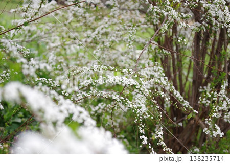 雪柳 138235714