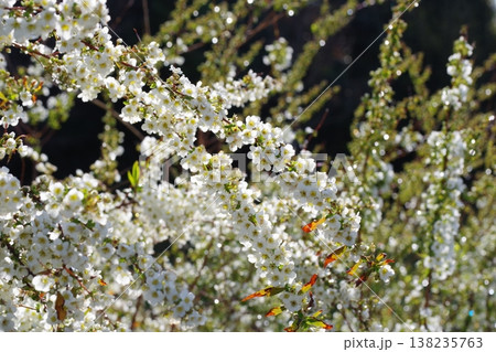 ユキヤナギの白い花 ユキヤナギの白い花 138235763