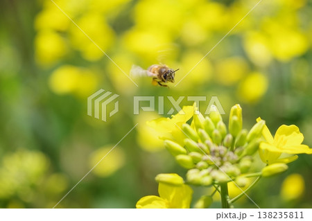 菜の花にとまるミツバチ 菜の花にとまるミツバチ 138235811