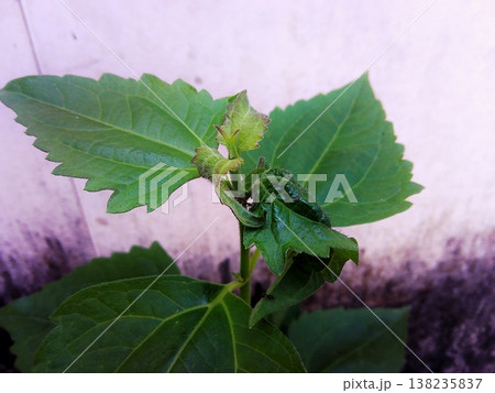 A close-up shot of a vibrant green plant showing new growth and fresh leaves unfurling. The detailed foliage stands out against a soft, textured wall, symbolizing nature's renewal and vitality. 138235837