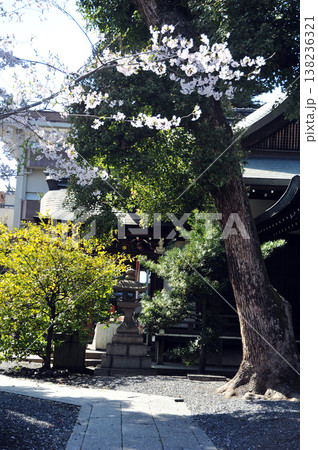 熊野神社の春 熊野神社の春 138236321