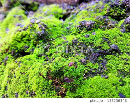 Close-up view of vibrant green moss covering dark rocks, creating a beautiful natural texture. Ideal for backgrounds, nature themes, and environmental concepts. 138236348