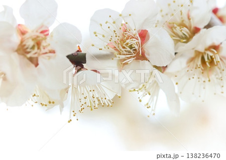 白梅 梅の花 白色 クローズアップ 早春 白梅 梅の花 白色 クローズアップ 早春 138236470
