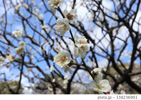 平和の森公園 梅 平和の森公園 梅 138236901