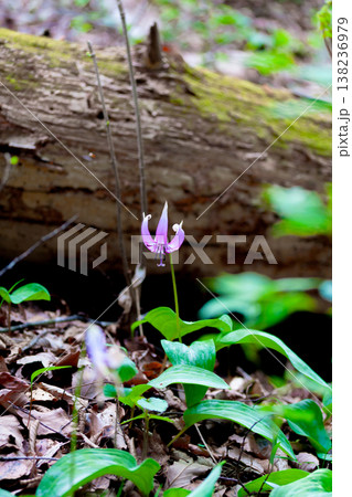春の妖精 カタクリの花 春の妖精 カタクリの花 138236979