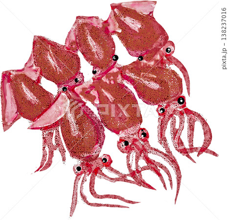 ホタルイカのイラスト 138237016