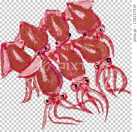 ホタルイカのイラスト 138237016