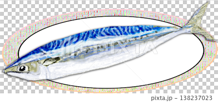 Illustration of Seki mackerel 138237023