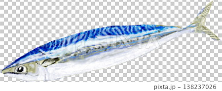 Illustration of Seki mackerel 138237026