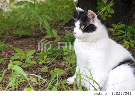 雄の白黒猫 138237041