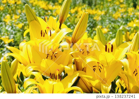 満開の百合の花 138237241