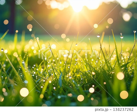 朝露　草原 138237262