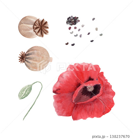 Poppy botanical set with red flower, seed pods, bud and scattered seeds. Hand painted watercolor floral illustration for packaging design, branding, natural cosmetics, organic products, textile art 138237670