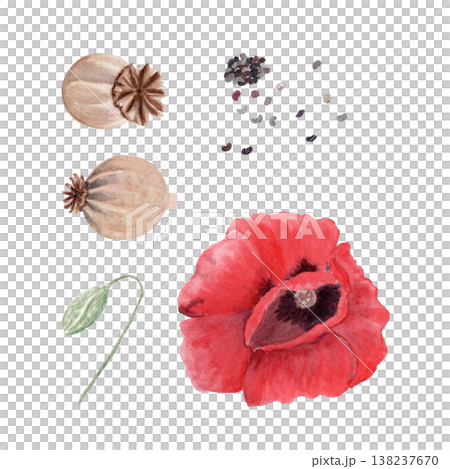 Poppy botanical set with red flower, seed pods, bud and scattered seeds. Hand painted watercolor floral illustration for packaging design, branding, natural cosmetics, organic products, textile art 138237670