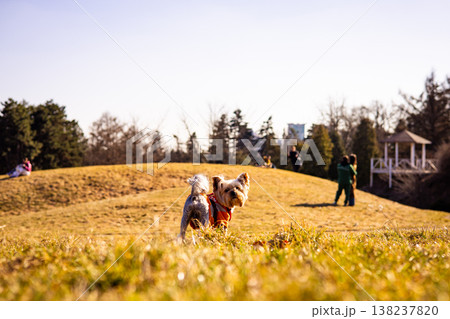 Low angle shot of a small yorkshire terrier in an orange safety vest looking back on a sunny hill in a city park. Vibrant spring atmosphere, urban nature, pet-friendly public space, leisure lifestyle. Low angle shot of a small yorkshire terrier in an orange safety vest looking back on a sunny hill in a city park. Vibrant spring atmosphere, urban nature, pet-friendly public space, leisure lifestyle. 138237820