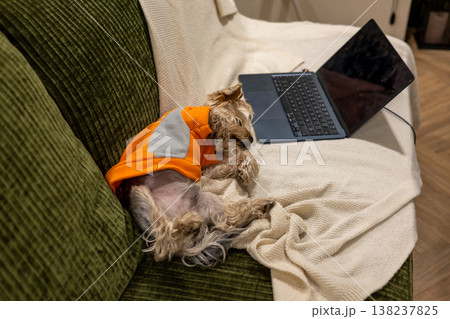 A small Yorkshire terrier dog in the orange fleece sweatshirt lying on a cozy green sofa next to an open laptop on a white knitted blanket. Working from home, remote work lifestyle, pet companionship. A small Yorkshire terrier dog in the orange fleece sweatshirt lying on a cozy green sofa next to an open laptop on a white knitted blanket. Working from home, remote work lifestyle, pet companionship. 138237825