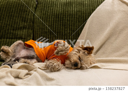 A cute small yorkie dog sleeping peacefully on a soft beige knitted blanket. The pet is wearing a cozy orange fleece vest, creating a sense of warmth, home comfort, and security in a modern interior. 138237827