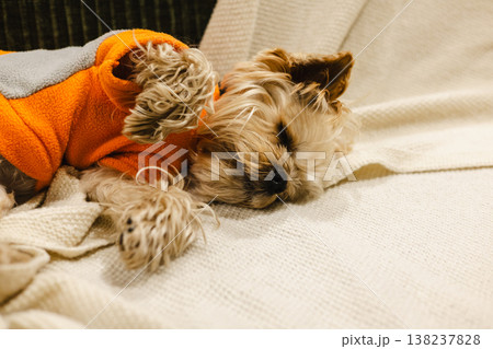 A cute small yorkie dog sleeping peacefully on a soft beige knitted blanket. The pet is wearing a cozy orange fleece vest, creating a sense of warmth, home comfort, and security in a modern interior. 138237828