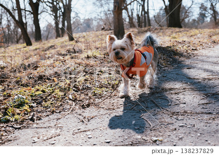 A small yorkshire terrier wearing a bright orange sweatshirt hoodie walking on a leash along a park path on a sunny spring day. Action shot capturing pet, urban outdoor activity, pet ownership. A small yorkshire terrier wearing a bright orange sweatshirt hoodie walking on a leash along a park path on a sunny spring day. Action shot capturing pet, urban outdoor activity, pet ownership. 138237829