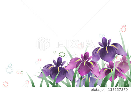 菖蒲の花4 138237879