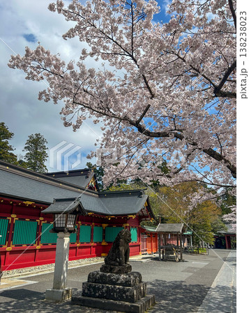 春の鹽竈神社と桜 138238023