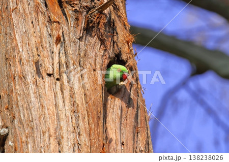 巣穴から顔を出すワカケホンセイインコ 138238026