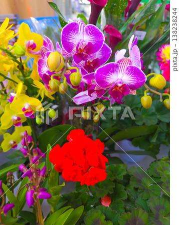 Vibrant Purple Orchid in a Garden. A vibrant collection of colorful orchids 138238244