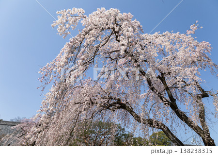 川越中院 青空と満開の枝垂れ桜 川越中院 青空と満開の枝垂れ桜 138238315