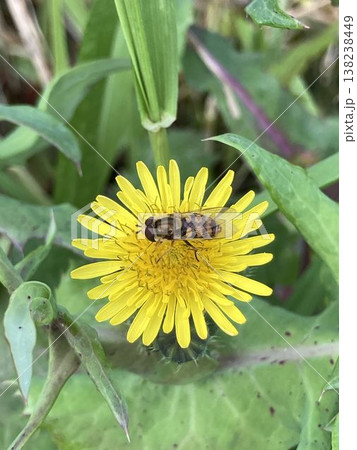 ノゲシとヒラタアブ 138238449