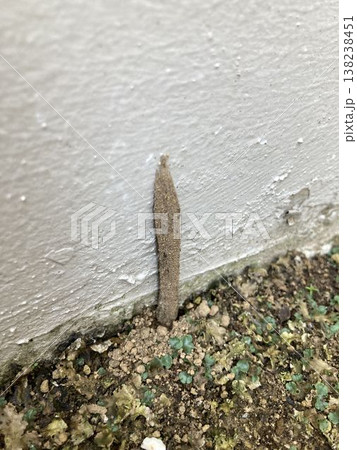 ジグモの巣 138238451