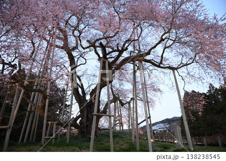 戸津辺の桜 138238545